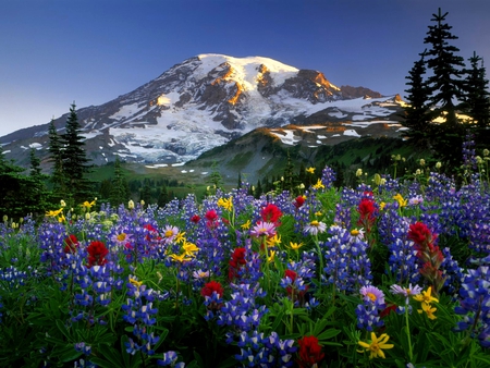 COLORFUL BLOSSOMS - field, flowers, sunlight, mountain