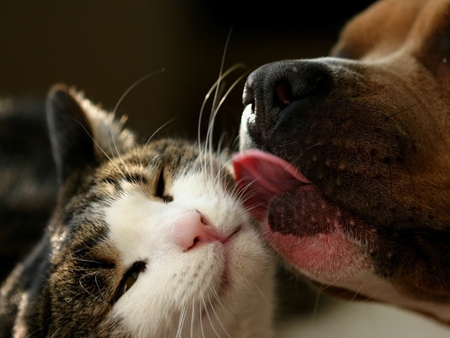 Love - animal, kitten, pet, cat, puppy, feline, love, dog