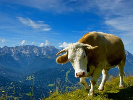 cow on the mountain - sky, mountain, cow, clouds, animal, grass