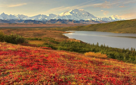 Mountain Flowers - flowers, alaska, scenery, mountain