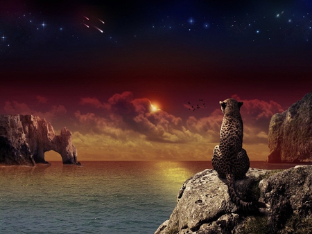 Looking the night - cheetah, animal, feline, sea, night