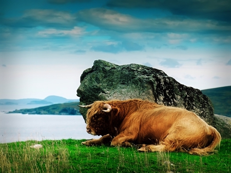 Highlander-Bull - stone, sky, highlander, clouds, animal, grass, bull