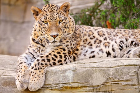 posing-leopard. - animal, nice, leopard, posing