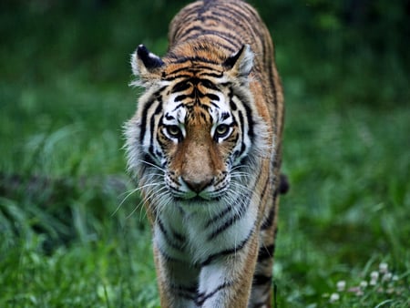 tiger - wildcat, animal, bigcat, grass, tiger