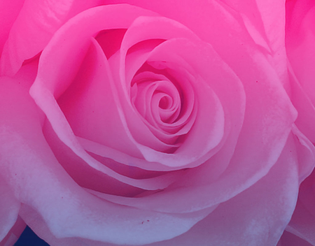 Rose Of love - beauty, nature, love, pink, gentle, rose, flower