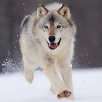 wolf winter