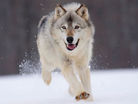 wolf winter - wolf, dog, animal, winter, run