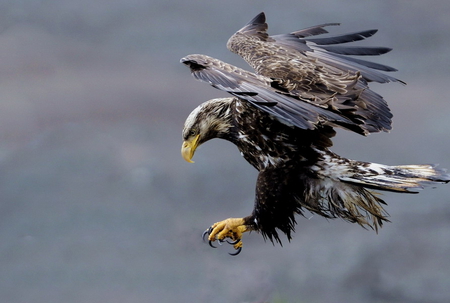 eagle - eagle, landing, wild, bird, fly