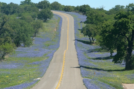 bluebonnet road - nature, bluebonnets, trees, road