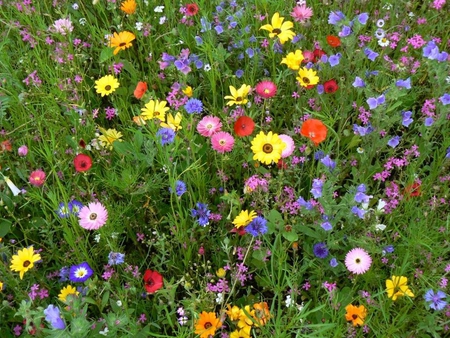 summer meadow - nature, summer, colourful, meadow, field