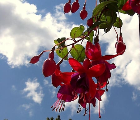 fuchsia - sky, blue, red, fuchsia, flowers