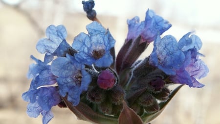 Blue - nature, amazing, blue, flower