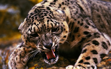 Cheetah baring his teeth - predator, amazing, gorgeous, cat, wild, cheetah