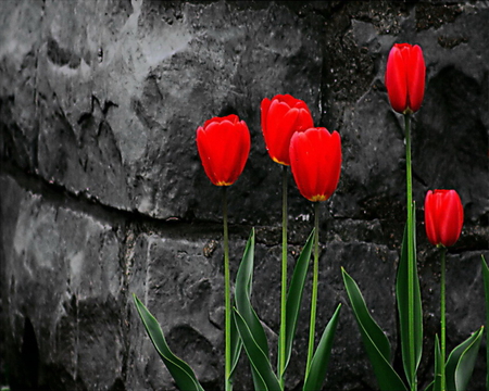 red tulip - rock, tulip, black, red