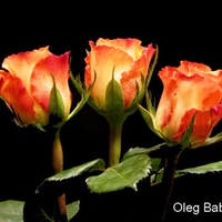 3 Beautiful Roses