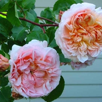 Olde English Roses