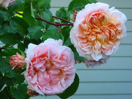 Olde English Roses - coral, heritage roses, roses, pink, bush, english