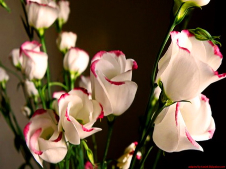 Red trim - white, red trim, green, flowers