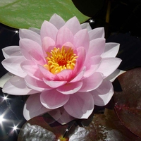 Enchanting Pink Water Lily