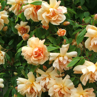 Lots of yellow roses on a pergola