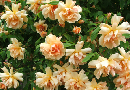 Lots of yellow roses on a pergola - climbing, yellow, roses, beautiful