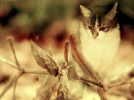 Cat and angel - animal, kitten, cat, sweet, feline, angel