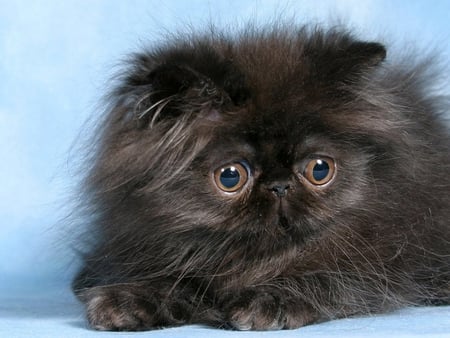 Fluffy cat - cat, fluffy, animal, feline, sweet, kitten