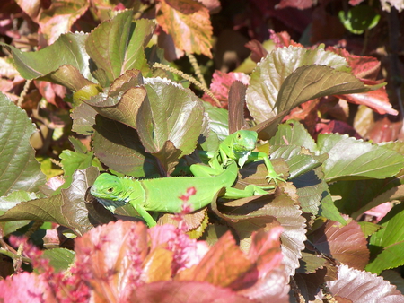 Green Iguanas - animal, iguanas, beach