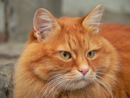 Ginger cat - animal, kitten, cat, sweet, feline