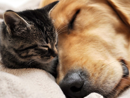 Sweet love - animal, shepherd, sweet, puppy, cat, love, sleep, kitten, feline, dog