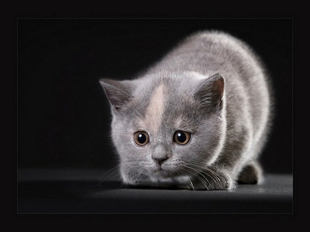 Grey kitten - animal, kitten, cat, sweet, feline, grey