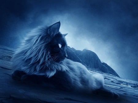 Blue fluffy kitten - mountain, cat, blue, night, feline, animal, sweet, kitten