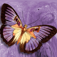 Purple Abstract Butterfly F1C