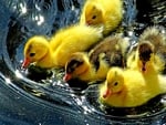 Sweet Yellow Duckling