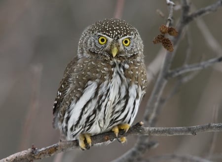 Tawny Owl - owl, bird, owls, animal, gray, sweet, night hunter, animals