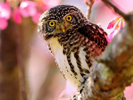 Sweet Owl