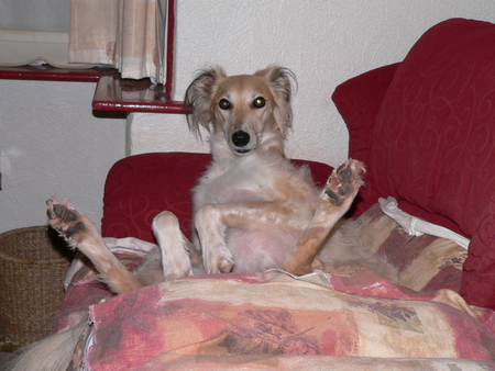 Rafi - pets, lurcher, saluki, dogs