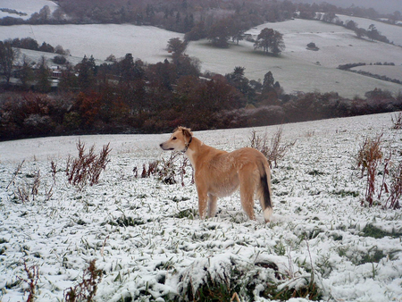 Rafi in the snow - pets, lurcher, saluki, dogs