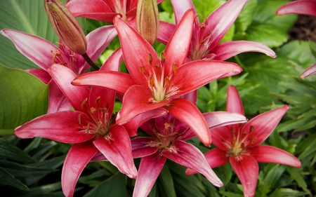 Lilies - lilies, pink, pink flowers, beautiful, flowers, nature