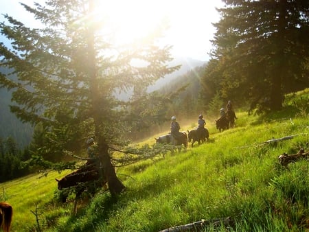 ultimate - horses, nature, forest, riding