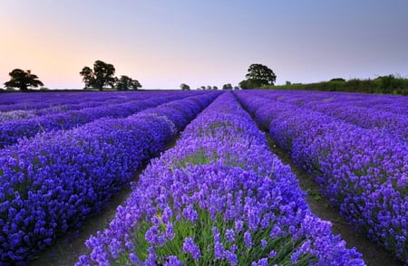 Healing fields - trees, lavender, purple, green, field, rows