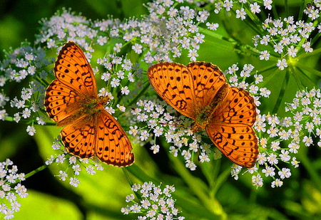 A pair of beauties - flowers, shepards fritillary, white, orange black, green, butterflies, pair