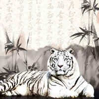 Oriental White Tiger