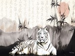 Oriental White Tiger