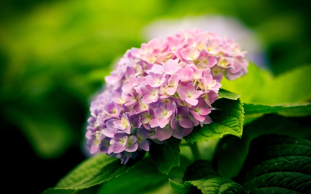 HYDRANGEA BUNCH - nature, hydrangea, blossom, leaf, wallpaper, flowers, plants