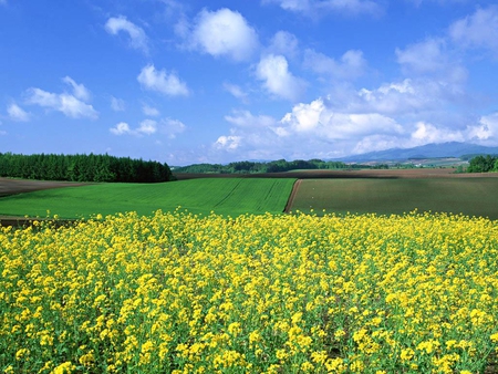 Yellow Flowers - picture, fields, yellow, beautiful, flowers