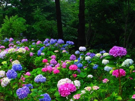 FOREST BLOSSOMS - flowers, colorful, blossoms, cool