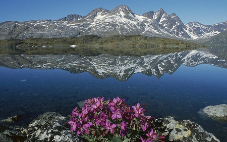 Monutains Reflection - lake, cool, reflection, picture, flowers, monutains