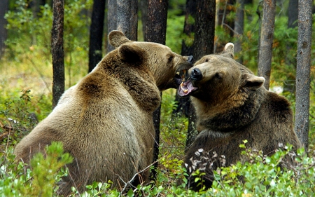 GRIZZLED GRIZZLY BEARS - brown bears, bears, trees, couple, animals, playing, fight, forest, big