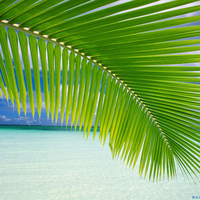 Beach Palm Leaf